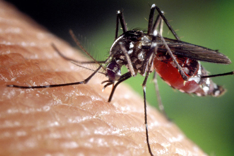mosquito bite